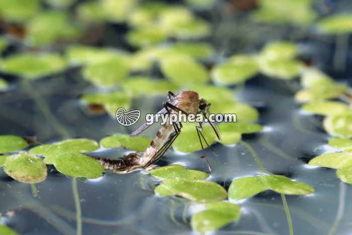 Moustique - Métamorphose du moustique (6) - gryphea.com